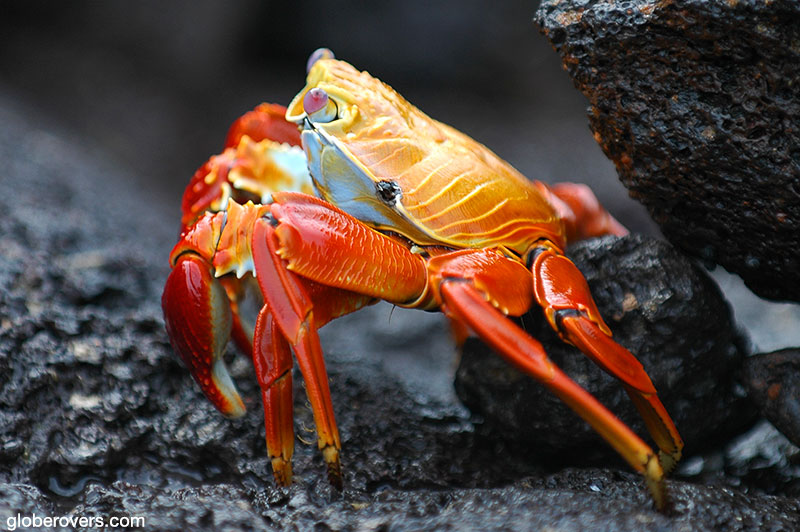 Sally Lightfoot Crab, Galapagos, Ecuador