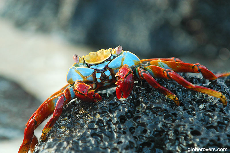 Sally Lightfoot Crab, Galapagos, Ecuador