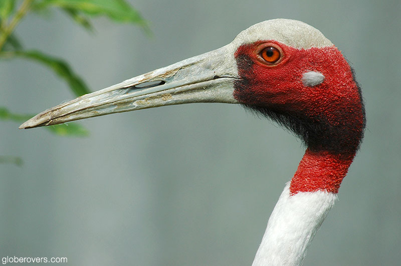 Sarus crane