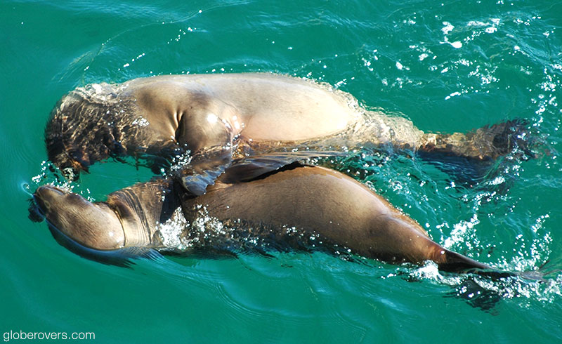Sea lions