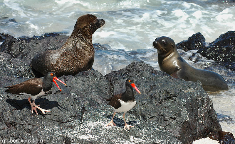 Galapagos Sealion and American Oyster Catcher, Galapagos, Ecuador
