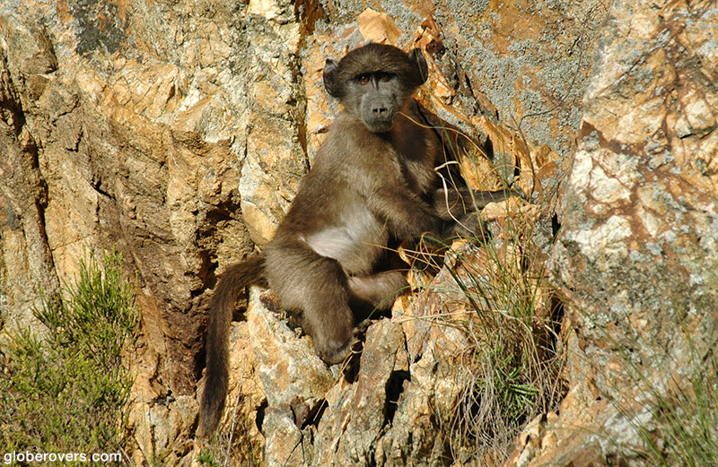 An inquisitive Cape Baboon, South Africa
