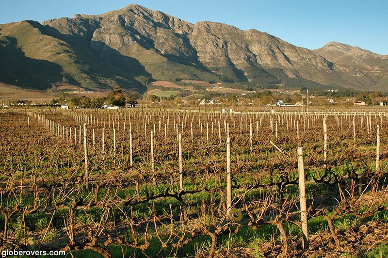 One of the many vineyards outside Cape Town