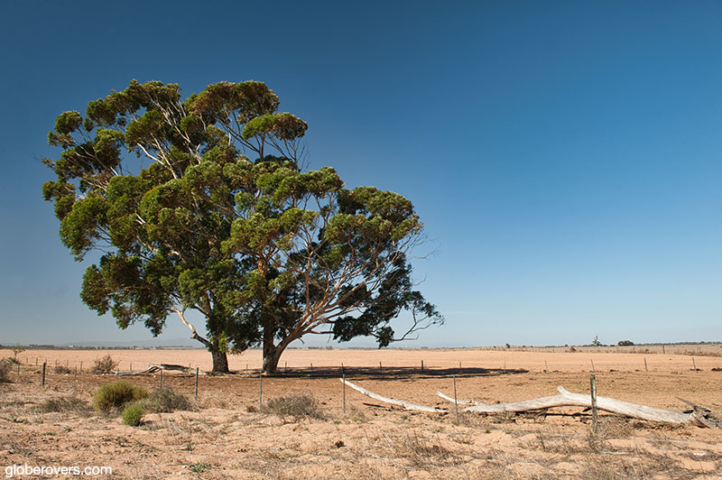 Lonely tree along the west coast, Cape, South Africa