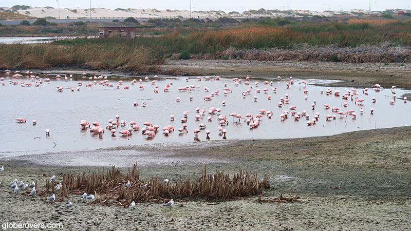 Flamingoes near Blouberg Strand, west coast, South Africa