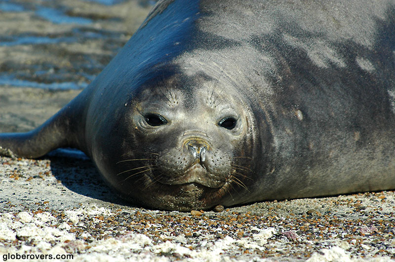 Southern elephant seals