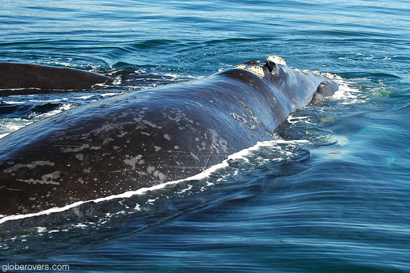 Southern right whale