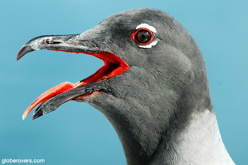 Swallow-tailed Gull, Galapagos, Ecuador