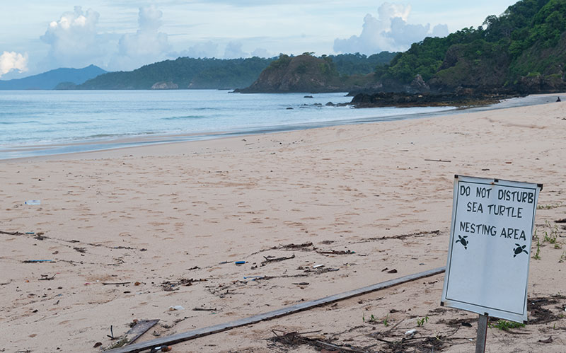 Turtle nest on Wa Ale Island