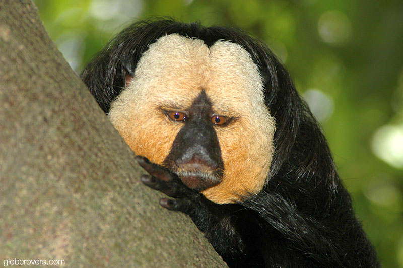 White-faced saki monkey