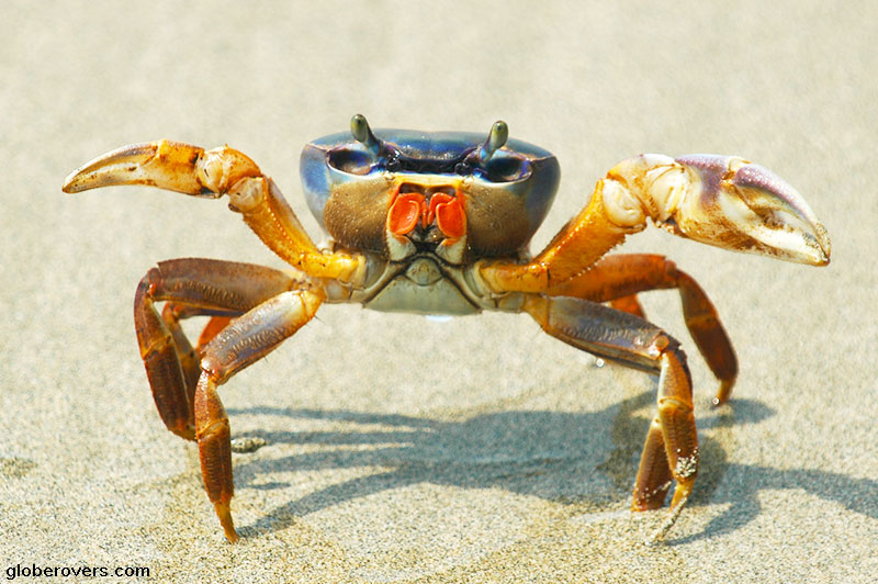Tajalines Crab, Manzanillo National Wildlife Refuge, Costa Rica