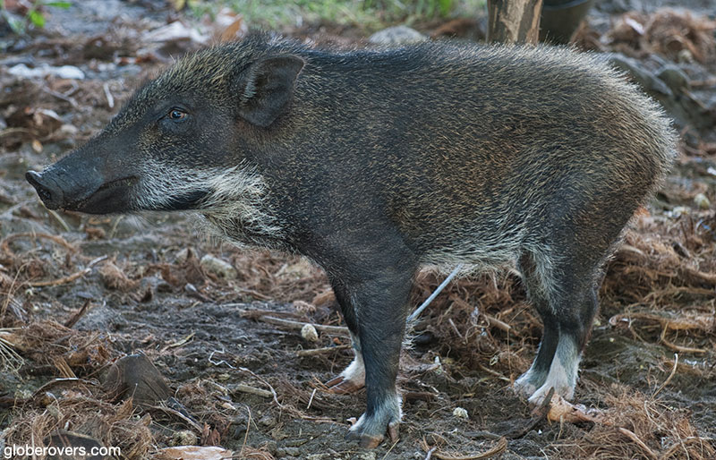 Strange looking pig, Atauro Island, Timor-Leste