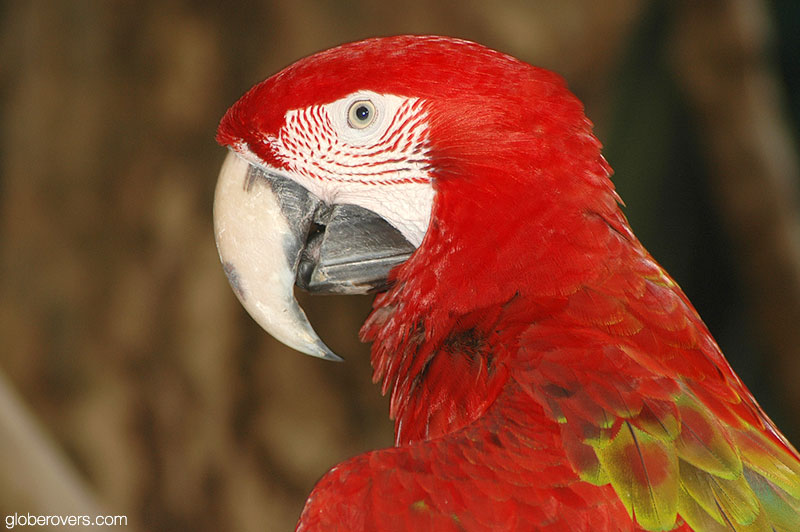 Scarlet macaw