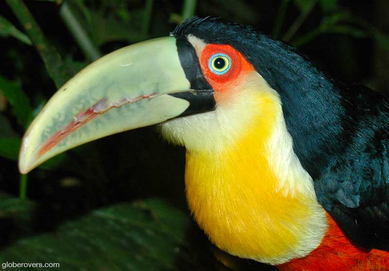 Toucan (Iguazu Waterfalls, Brazil)