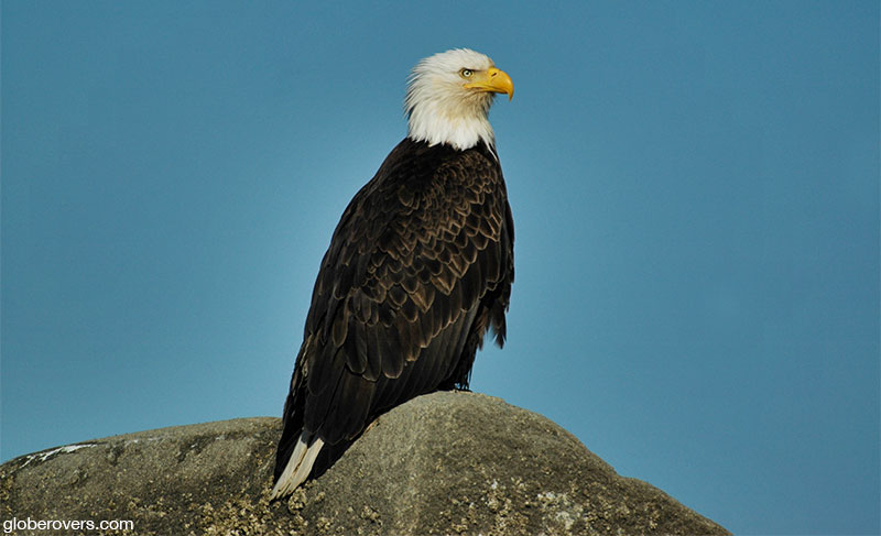 Bald Eagle, Alaska