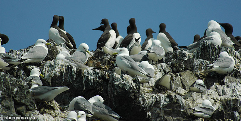 Bird Rookery, Black-footed Kittiwake (front), Common Murre (back), Gull Island, Kachemak Bay, Homer, Alaska