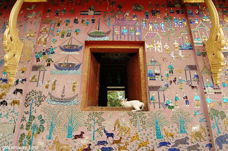 Cat at Wat Xieng Thong temple, Luang Prabang, Laos