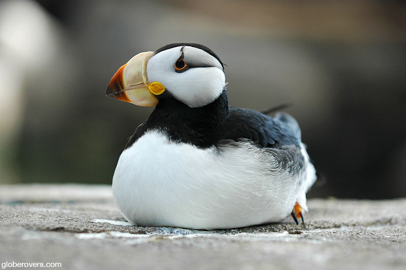 Horned Puffin, Alaska