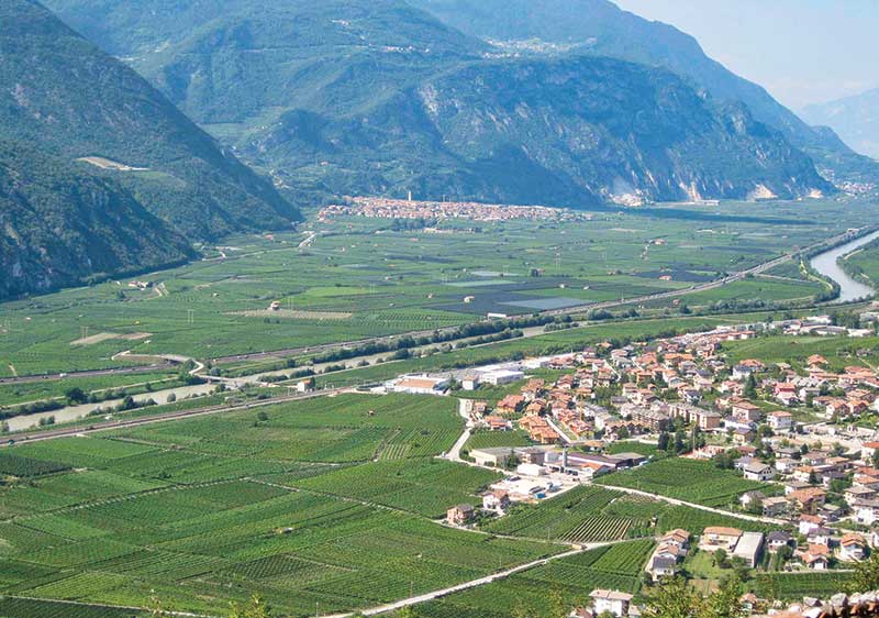 Wineyards of Trentino Province, northern Italy
