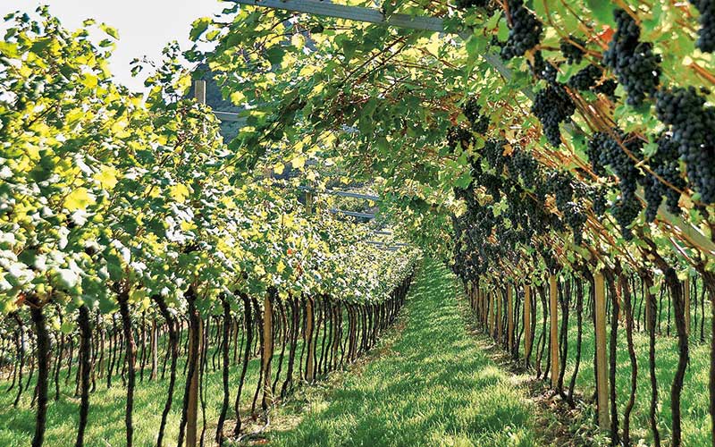 Wineyards of Trentino Province, northern Italy