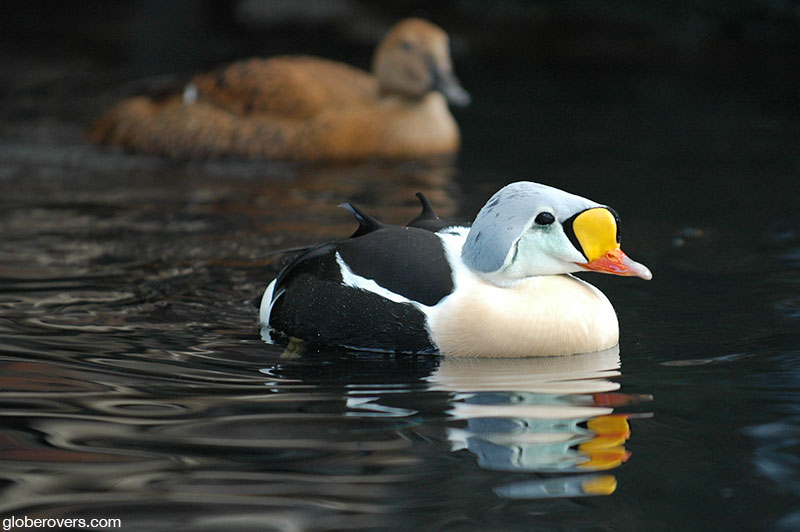 King Eider, Alaska, USA