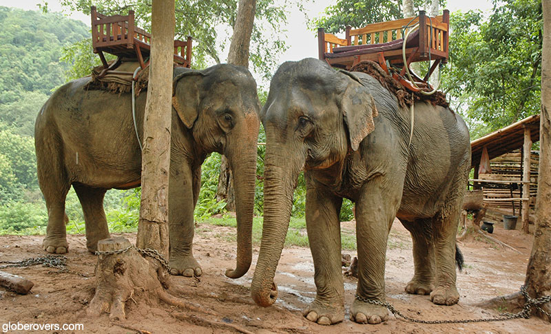 Elephants outside Luang Prabang, Laos