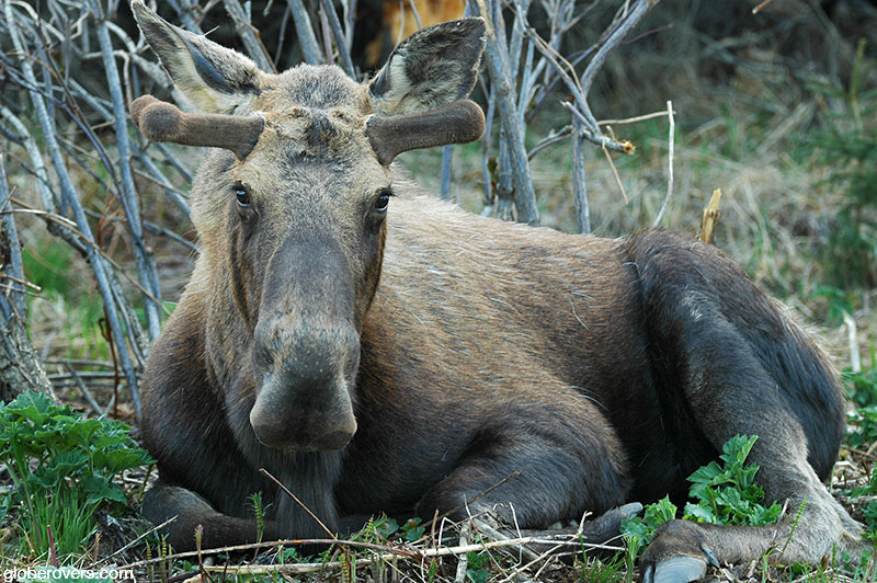 Moose, Alaska