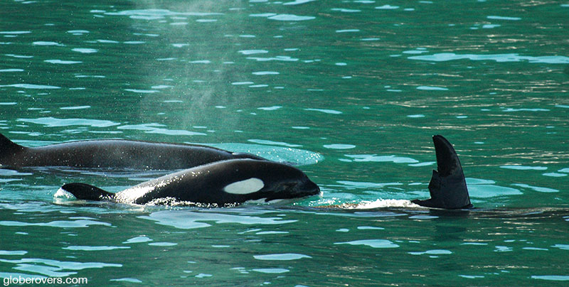 Orcas-killer-whales-Alaska-USA