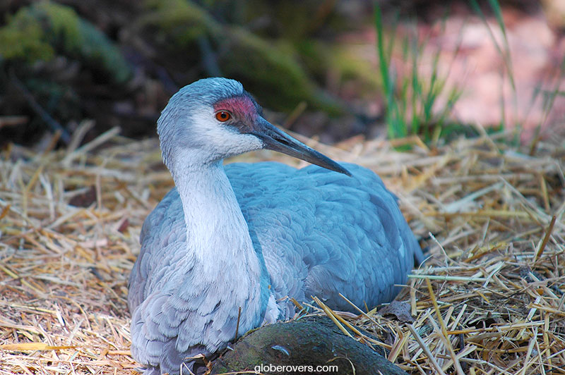 Sandhill crane, Alaska, USA