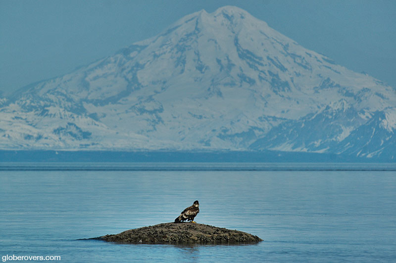 Bald eagle at Mt. Redoubt Volcano & Cook Inlet, Ninilchik, Alaska