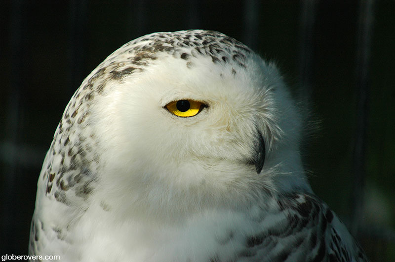 Snowy Owl, Alaska, USA