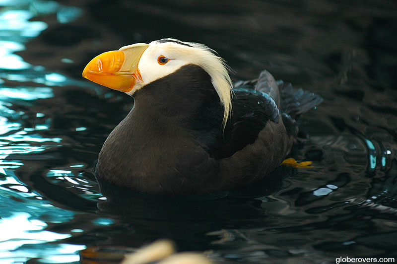 Tufted puffin, Alaska, USA