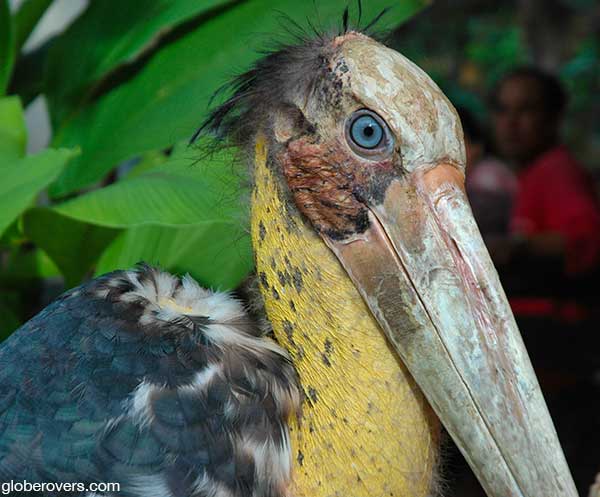 The now deceased, very territorial resident stork at Wat Si Muang, Vientiane, Laos