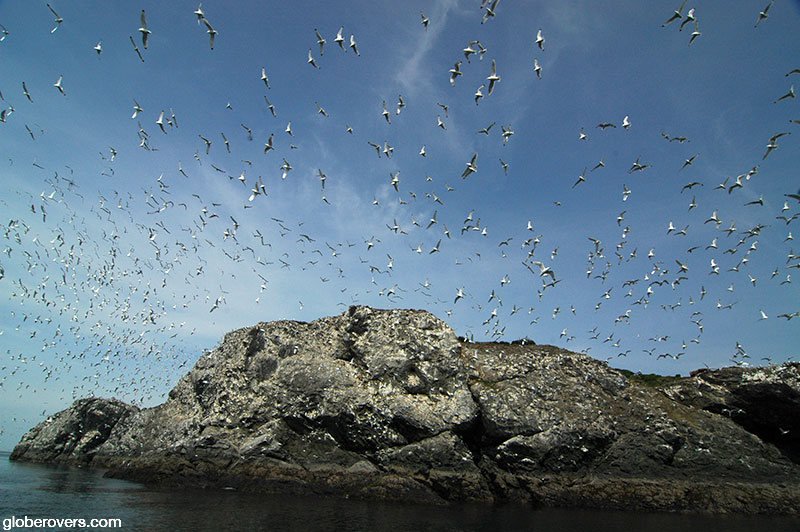 Bird rookery on Gull Island, Kachemak Bay, Alaska, USA