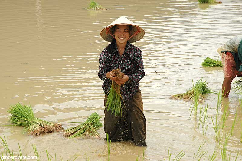 Lady planting rice near Vang Vieng, Laos