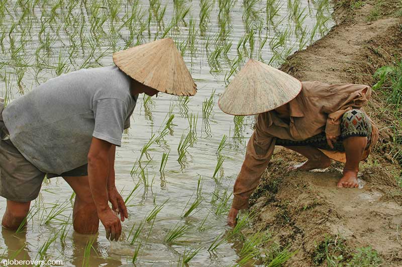Rice paddy workers outside Vang Vieng, Laos