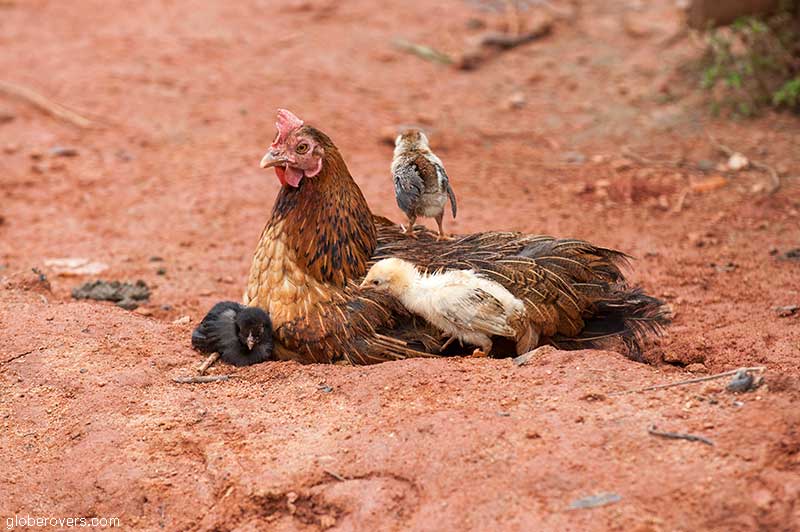 Just another day for a village chicken
