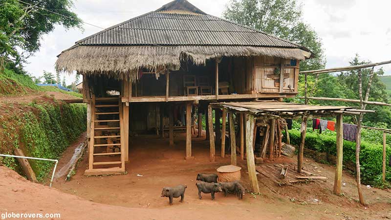Pigs at Ho Kyein Htet Akha village south of Kengtung, Shan State, Myanmar