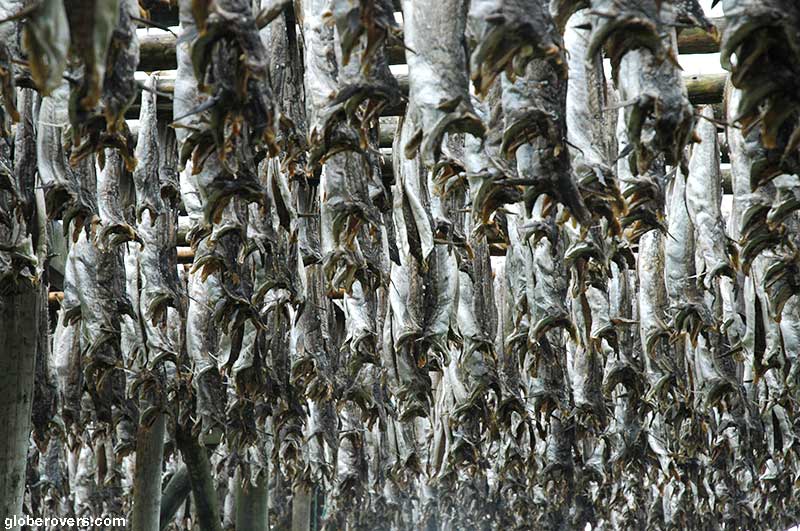 Stockfish, Reine, Lofoten Islands, Norway