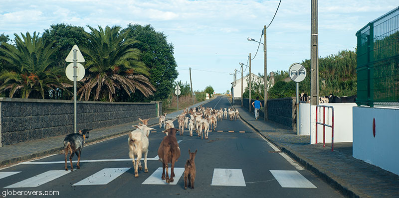 Goats in the village of Sete Cidades, Lagoa das Sete Cidades area, São Miguel Island, Azores, Portugal