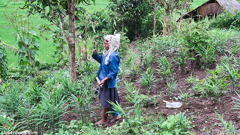 Akha woman working in the fields south of Kengtung, Shan State, Myanmar