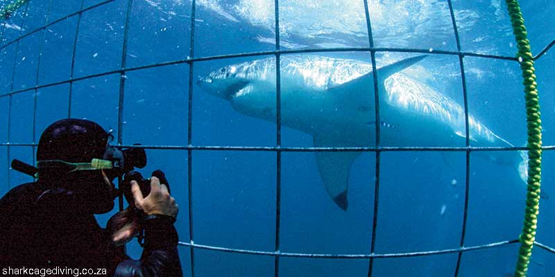 shark diving gansbaai south africa