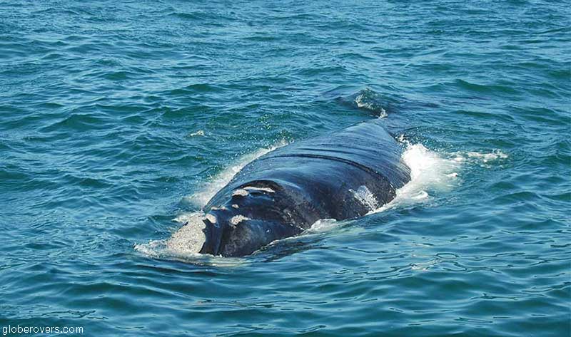 whales gansbaai south africa
