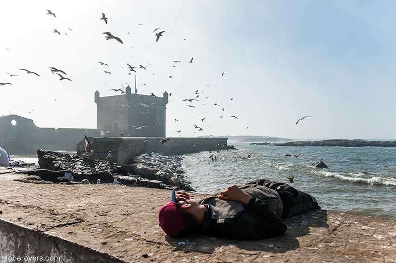Birds around the fortress of Scala del Mar, Essaouira, Morocco