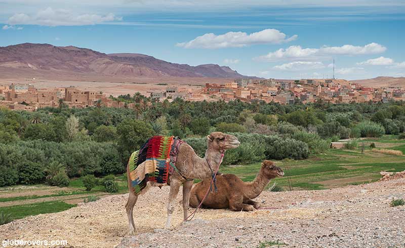 Camels north of Tinghir, Morocco
