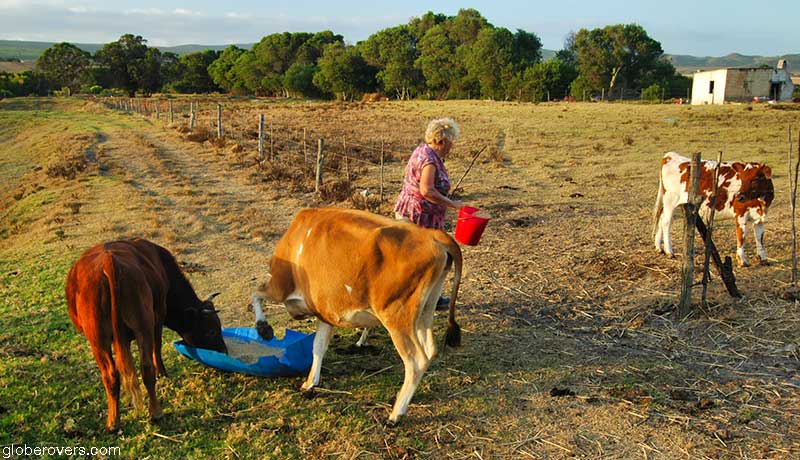 Working on a farm outside Baardskeerdersbos, Western Cape, South Africa