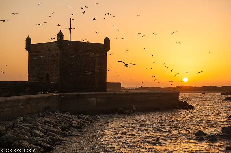 Birds around the fortress of Scala del Mar, Essaouira, Morocco