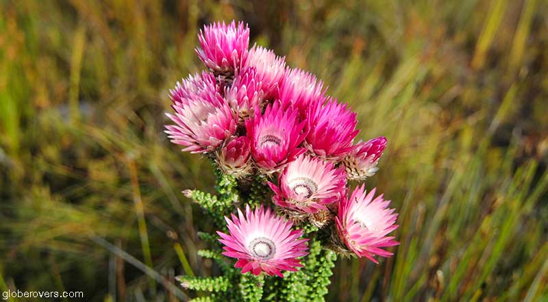 Fynbos flowers, Baardskeerdersbos, Western Cape, South Africa