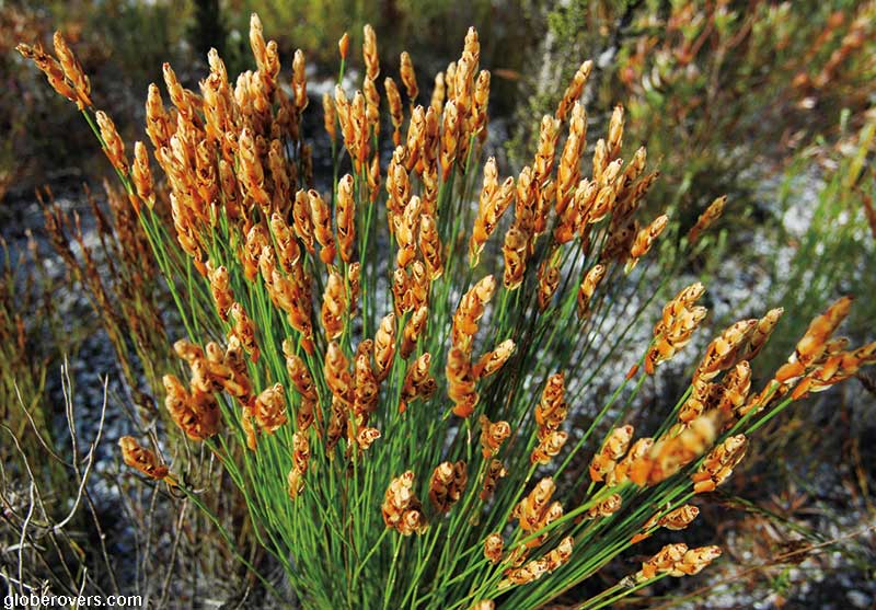 Fynbos flowers, Baardskeerdersbos, Western Cape, South Africa