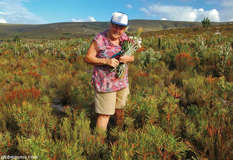 Fynbos flowers, Baardskeerdersbos, Western Cape, South Africa